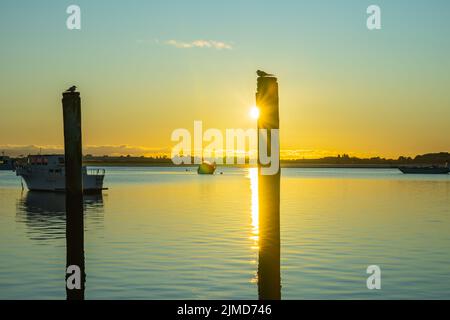 Deux anciens poteaux d'amarrage dans le port de Tauranga avec une sterne à façade blanche en silhouette sur le dessus du dos éclairé par le lever du soleil. Banque D'Images