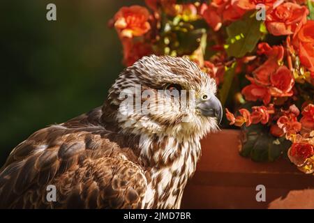 Faucon sacre (Falco cherrug) Banque D'Images