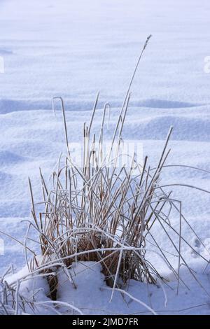 Hiver - campagne au Danemark. Paysage d'hiver par jour ensoleillé avec ciel bleu. Banque D'Images