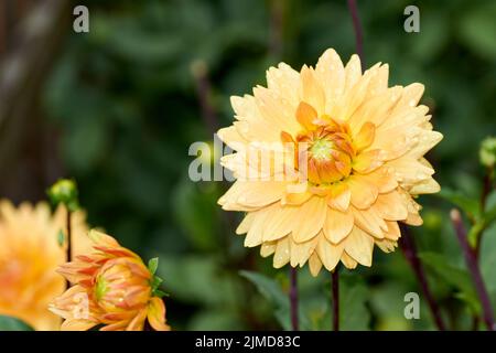 Fleur de Dahlia appelée Dahlia Sylvia, cultivée dans un jardin Banque D'Images