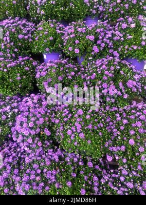 Rangées de mamans violettes en fleurs dans des pots violets Banque D'Images