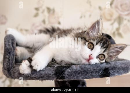 Chaton allongé sur le lit et regardant l'appareil photo Banque D'Images