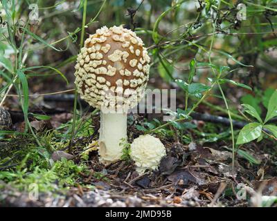 Mouche royale agarique (Amanita regalis) Banque D'Images
