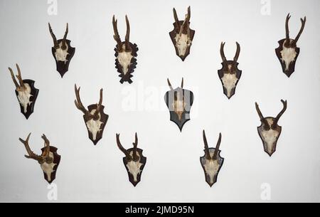 Un cerf-volant isolé sur blanc Banque D'Images