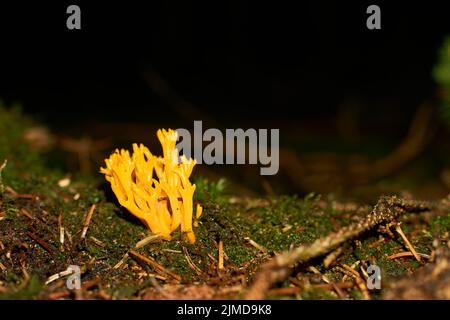 Le champignon orange ramaria fagetorum dans la forêt en mousse Banque D'Images