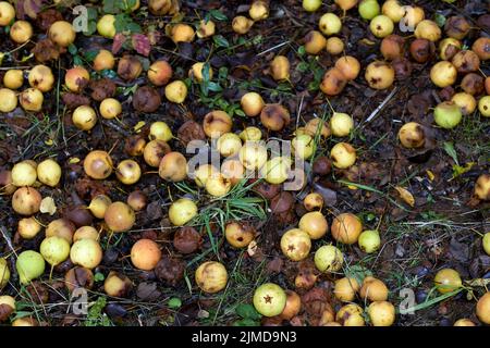 Pommes pourries photographiées sur le sol dans la nature en automne Banque D'Images