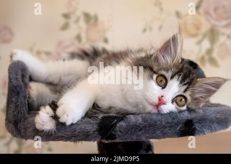 Chaton allongé sur le lit et regardant l'appareil photo Banque D'Images