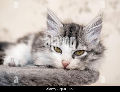 Chaton allongé sur le lit et regardant l'appareil photo Banque D'Images