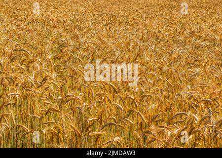 Champ de blé d'or. Barbe d'orge d'or gros plan. Épis de mûrissement de Meadow Wheat Field. Magnifique paysage de champ Banque D'Images