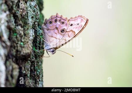 Un papillon à oeil-de-perche du nord atterrit sur le tronc d'un arbre. Banque D'Images