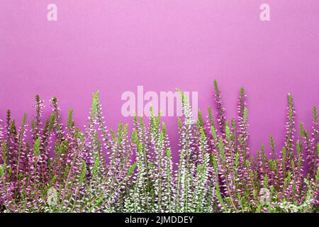 Fleurs de bruyère (Calluna vulgaris) sur fond violet Banque D'Images