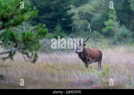 Cerf rouge stag peu de temps après avoir visité un wallow / Cervus elaphus Banque D'Images