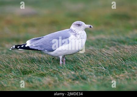 Goéland argenté d'Europe oiseau juvénile dans le plumage du deuxième hiver Banque D'Images