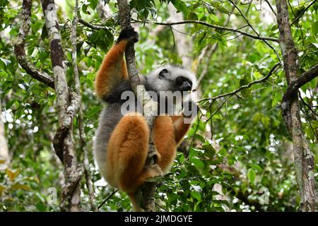 Un gros plan de la fourrure Diademed sifaka reposant sur l'arbre Banque D'Images