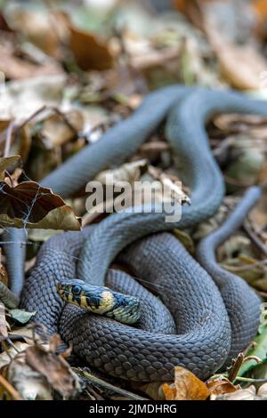 Herbe serpent sur les feuilles sur le sol / Natrix natrix Banque D'Images