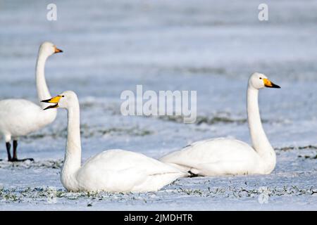 Whooper Swans sur un pré enneigé Banque D'Images