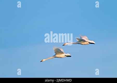 Swans de Whooper en vol / Cygnus cygnus Banque D'Images