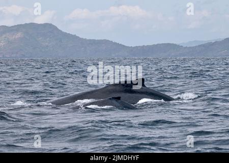 Baleine de Mayotte lagon Océan Indien Banque D'Images