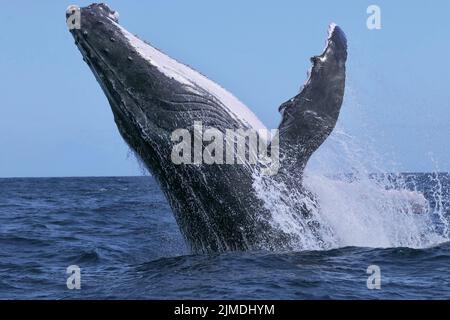 Baleine de Mayotte lagon Océan Indien Banque D'Images