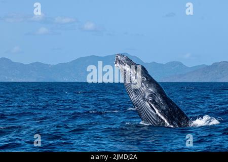 Baleine de Mayotte lagon Océan Indien Banque D'Images