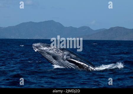 Baleine de Mayotte lagon Océan Indien Banque D'Images