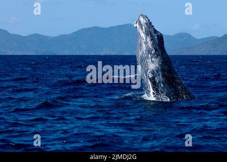 Baleine de Mayotte lagon Océan Indien Banque D'Images