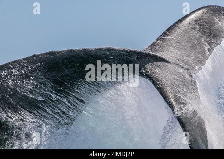 Baleine de Mayotte lagon Océan Indien Banque D'Images