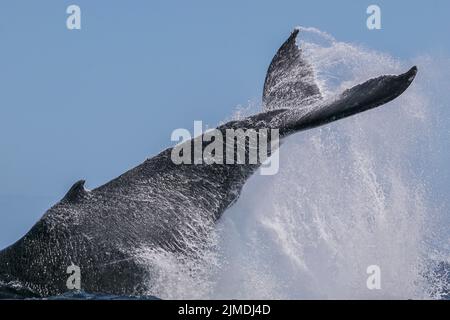 Baleine de Mayotte lagon Océan Indien Banque D'Images