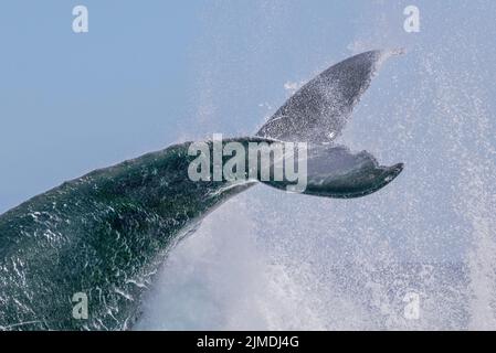 Baleine de Mayotte lagon Océan Indien Banque D'Images