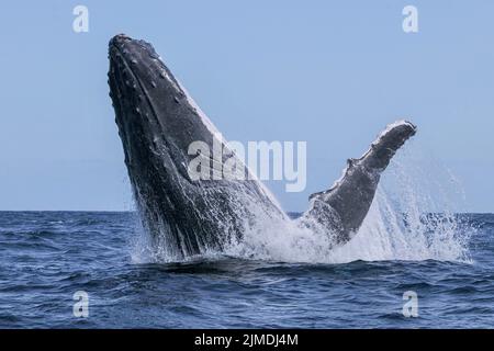 Baleine de Mayotte lagon Océan Indien Banque D'Images