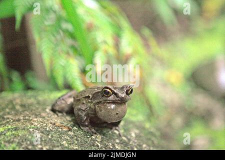 Grenouille à cornes malaisiennes, également connue sous le nom de grenouille à cornes longues ou grenouille à feuilles malaisiennes (Megophyris nasuta) au jardin botanique du Mont Kinabalu, dans le parc Kinabalu, Ranau, Sabah, Malaisie. Banque D'Images