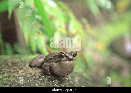 Grenouille à cornes malaisiennes, également connue sous le nom de grenouille à cornes longues ou grenouille à feuilles malaisiennes (Megophyris nasuta) au jardin botanique du Mont Kinabalu, dans le parc Kinabalu, Ranau, Sabah, Malaisie. Banque D'Images