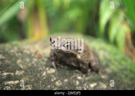Grenouille à cornes malaisiennes, également connue sous le nom de grenouille à cornes longues ou grenouille à feuilles malaisiennes (Megophyris nasuta) au jardin botanique du Mont Kinabalu, dans le parc Kinabalu, Ranau, Sabah, Malaisie. Banque D'Images