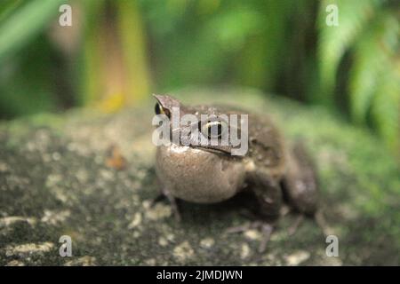 Grenouille à cornes malaisiennes, également connue sous le nom de grenouille à cornes longues ou grenouille à feuilles malaisiennes (Megophyris nasuta) au jardin botanique du Mont Kinabalu, dans le parc Kinabalu, Ranau, Sabah, Malaisie. Banque D'Images