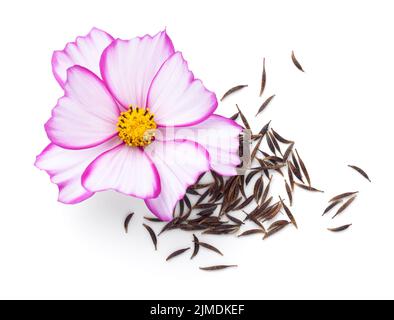 Graines de fleurs Cosmos avec fleurs fraîches Banque D'Images