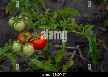 De belles tomates rouges mûres non mûres en grappe, cultivées en serre. Espace de copie de tomates de jardinage. Faible profondeur de champ après l'irrigation har Banque D'Images