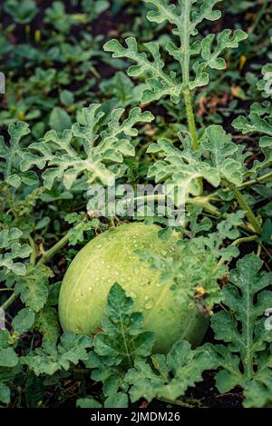 Macro de melon d'eau Fleur avec jeune pastèque. Pastèque poussant dans le champ, avec des feuilles et des fleurs. Banque D'Images