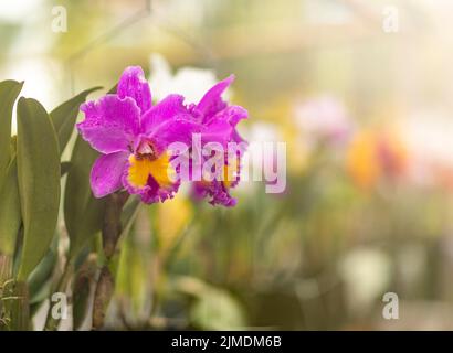 Gros plan fleurs orchidée Banque D'Images