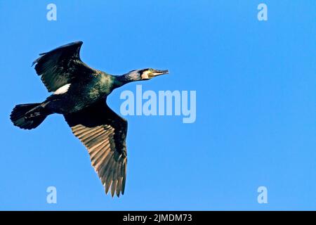 Grand Cormoran en plumage nuptial Banque D'Images