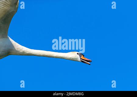 Silence le portrait de Swan d'un oiseau volant / Cygnus color Banque D'Images