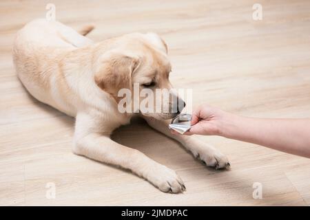 Femme tenant des pilules et des médicaments de gros plan qui sont importants chez les chiens. Prévention des tiques et des puces pour le chien Banque D'Images