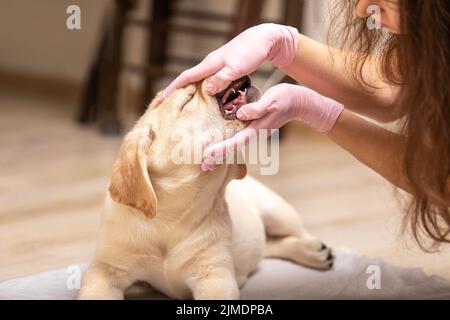 Gros plan du canin du labrador, les dents étant examinées par un vétérinaire. Vétérinaire professionnel vérifiant les dents du chiot. Banque D'Images