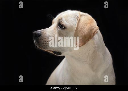 Jeune mignon labrador retriever profil portrait sur fond noir Banque D'Images
