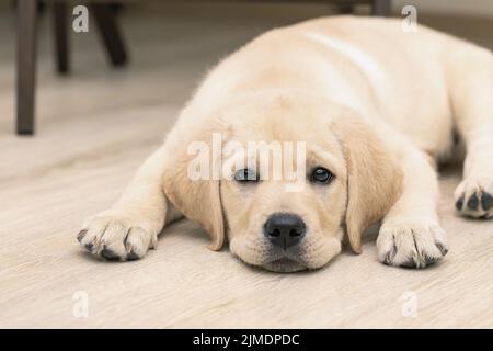 Mignon triste chiot Labrador de trois mois couché sur le sol de la maison Banque D'Images