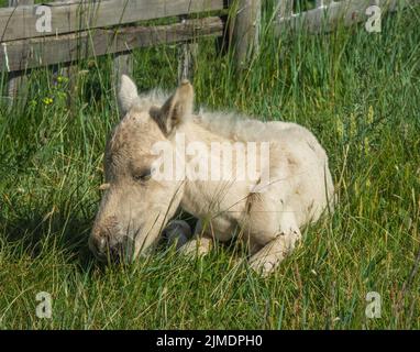 Sleeping newborn foal lying in grass Banque D'Images