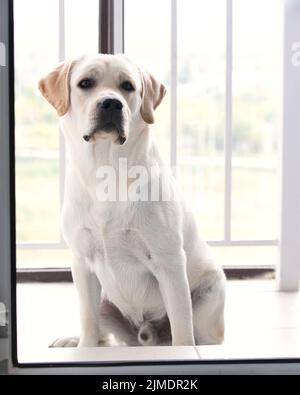 Le chien du Labrador attend le propriétaire. Il est assis sur un sol blanc près d'une porte vitrée fermée Banque D'Images