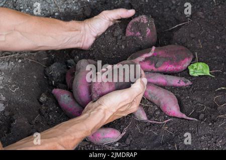 Les mains de la femme récoltent des patates douces dans le jardin Banque D'Images