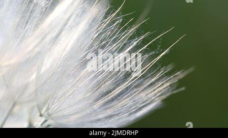 Fleur de graine de pissenlit avec un motif ajouré délicat sur fond vert Banque D'Images