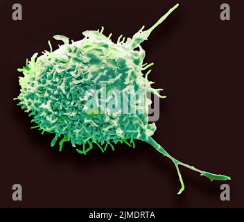 Cellules souches mésenchymateuses, SEM Banque D'Images