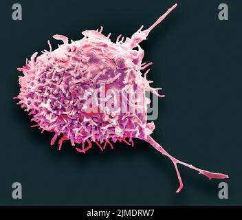 Cellules souches mésenchymateuses, SEM Banque D'Images